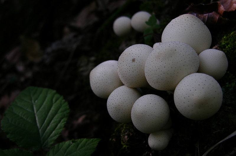 Gastromycetidae.